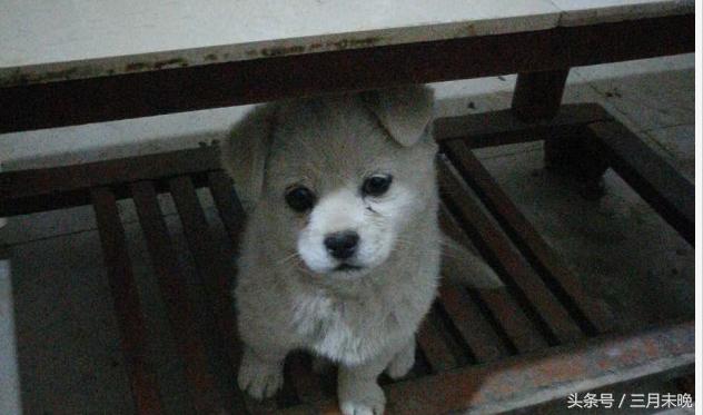 生活中二十种常见狗狗的价格，哪个最名不符实