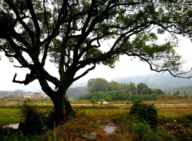 家有雪纳瑞：小灰灰被痛打一顿含冤死去，真相揭开我心酸泪流