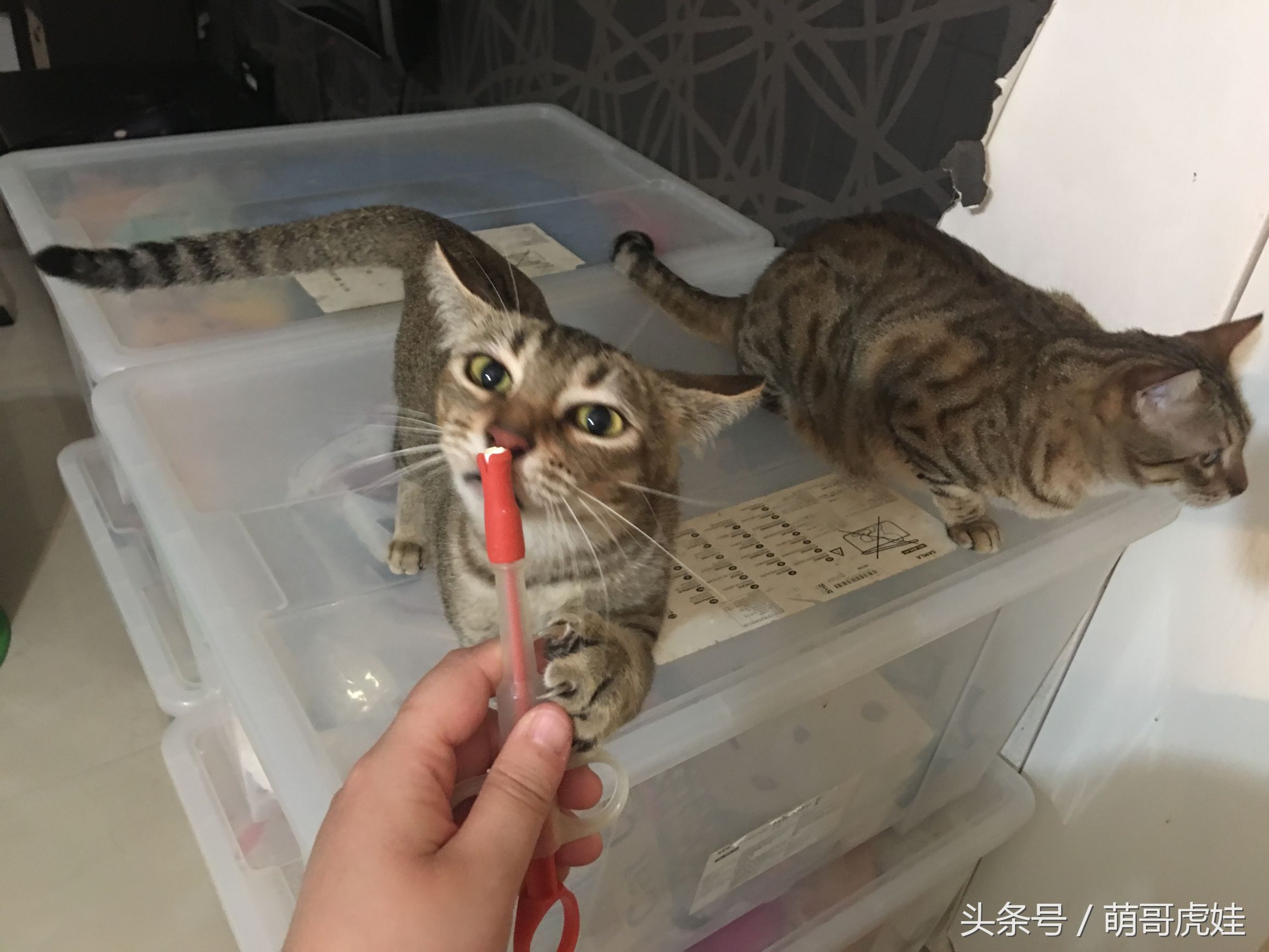 家里小馋猫,家里的小馋猫