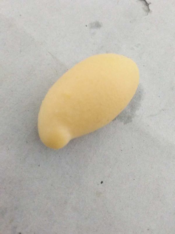 粤西北小山村吴妹宰鸡发现“鸡宝”