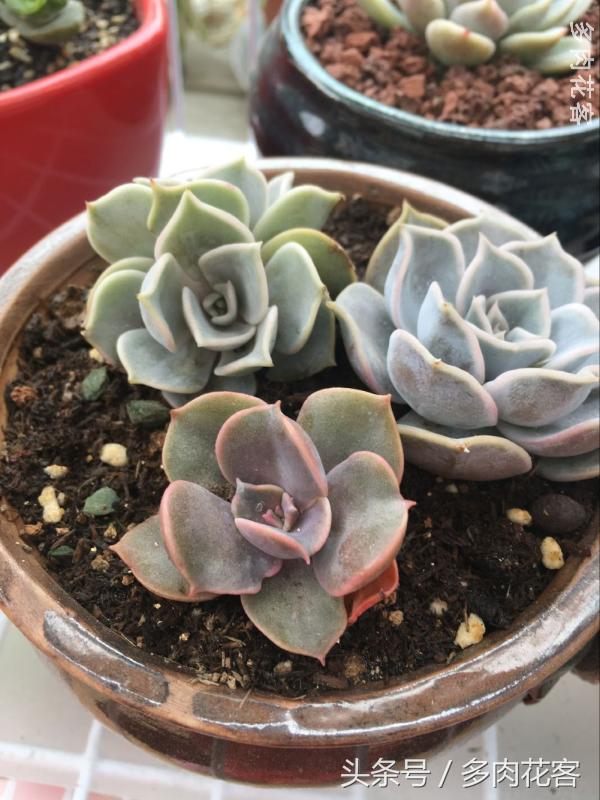 有一种肉肉叫做别人家的多肉第9期简月的肉肉