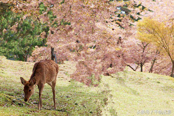 日本樱花祭，春风十里不如你