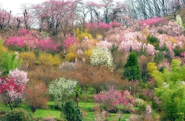 正逢樱花烂漫,何必远行带上这份攻略带你去赏樱