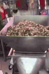 养了一只猫5年最后它变成了野猫,我原来养过一只猫情感语录