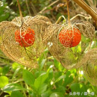 农村野生山珍美味,小时候吃过的农村野果