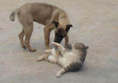 路上碾死蛇的电影全集,夜里路上兔子拦路被撞死