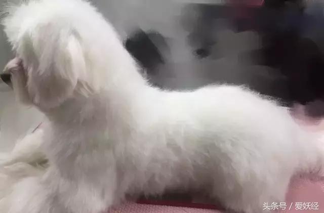 爱妖经养宠怎么玩,爱妖经