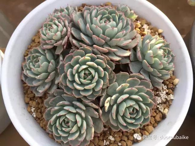 一入肉坑深似海下一句,一入肉坑深似海