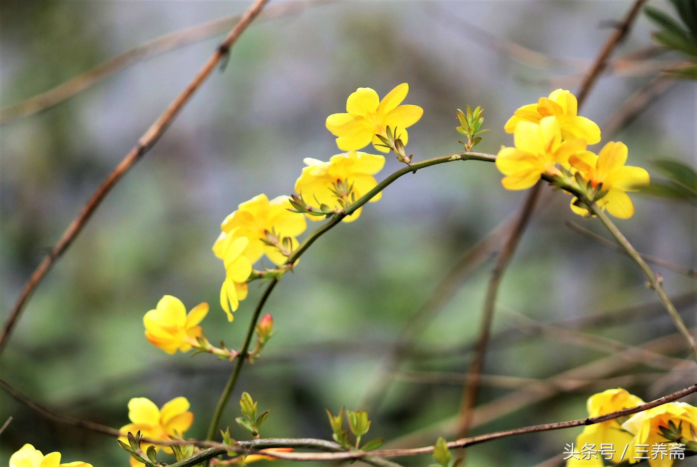 鏄嗗北涓鏍″洯椋庢櫙,鏄嗗北涓鏍″洯鏅壊