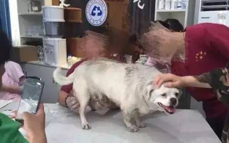 狗狗长了一大颗肉球,狗狗长了个小肿瘤