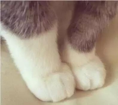 这么可爱的白手套，我能抱着摸一年！