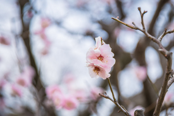 樱花烂漫几多时完整版,日本樱花节赏樱攻略视频大全