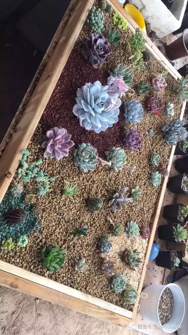 多肉为什么比较坑,多肉基础知识详解