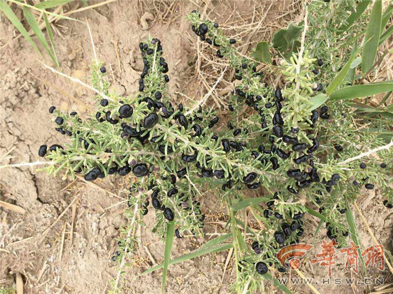 纯野生黑枸杞怎么辨别,市场上假的黑枸杞