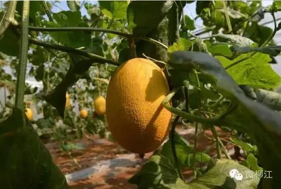 柳州柳江最美的风景区,柳州市柳江区旅游景点排名