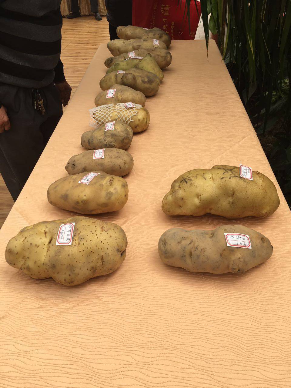 总重2.021公斤，“玉林薯王”横空出世！只是怎么觉得它长得像……