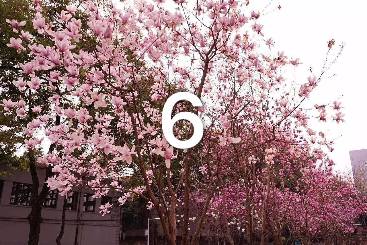 校园开启.avi模式，全因那石楠花开