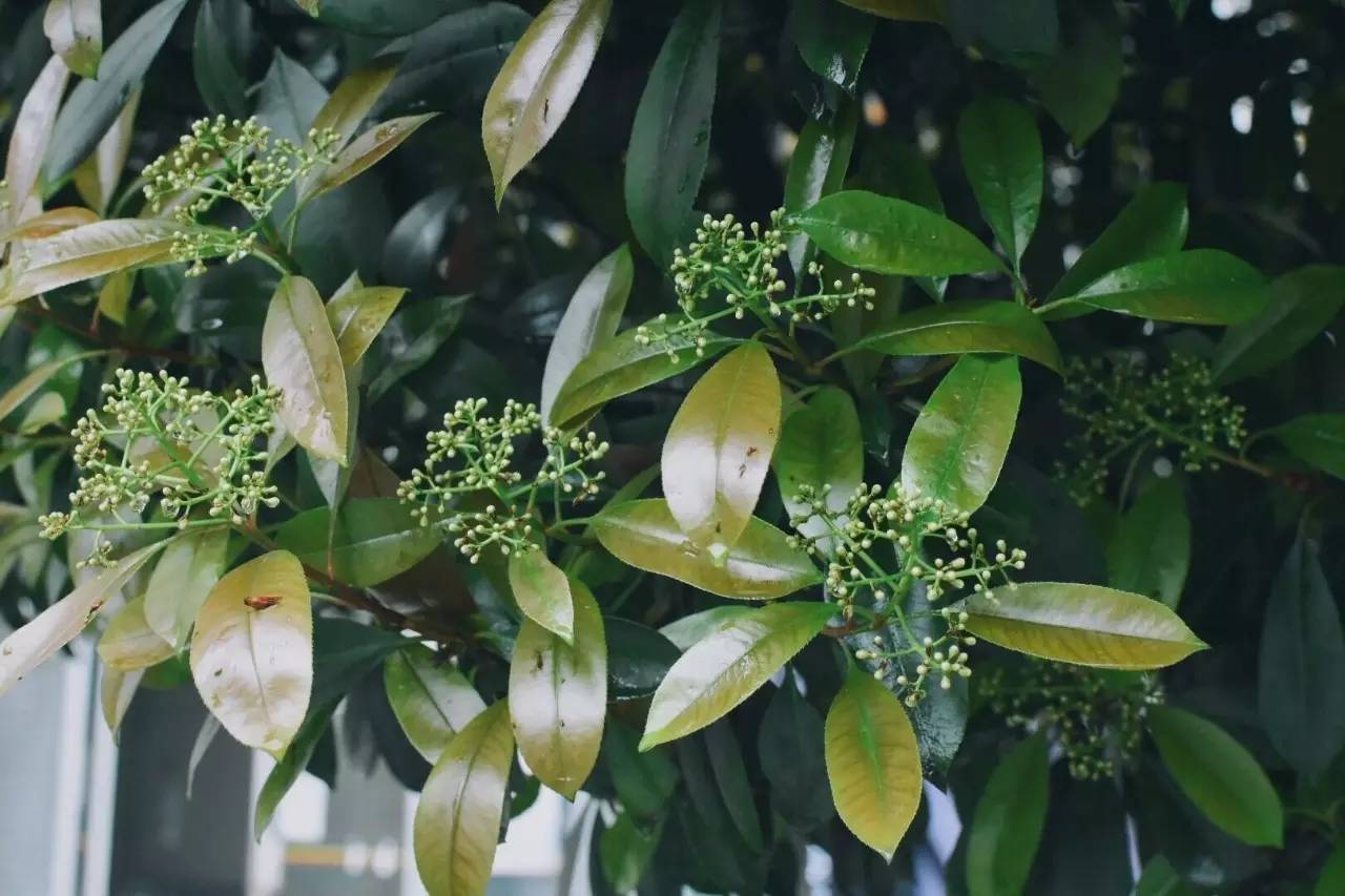 校园开启.avi模式，全因那石楠花开