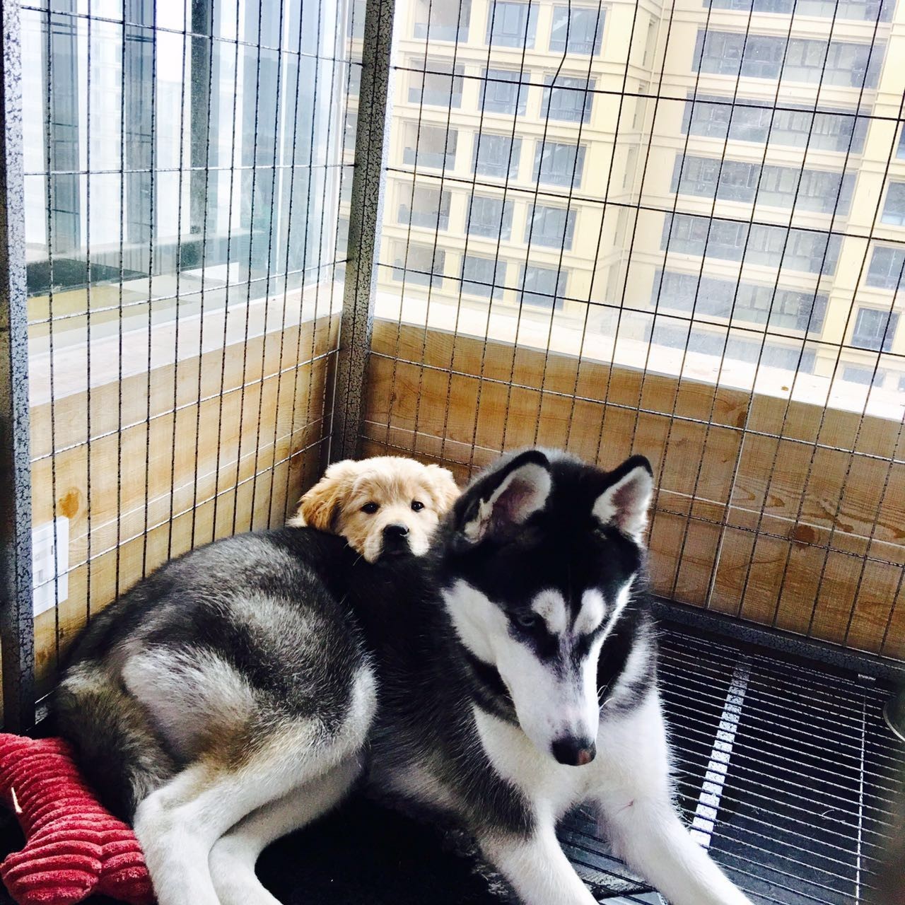 原谅我这一生不羁放纵完整版,原谅我这一生不羁放纵群星版