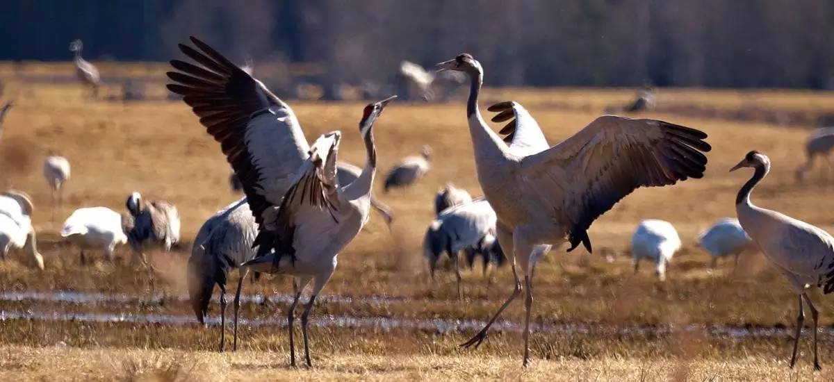 鏄ョ敯鑺辫姳鏃ュ父,鏄ョ敯鑺辫姳鑻辫