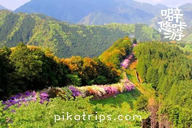 日本赏樱花最美的地方,日本春天看樱花攻略