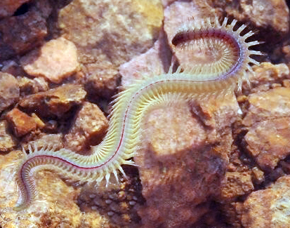 这些奇特的虫子食物你尝试过吗,各种虫子吃的食物