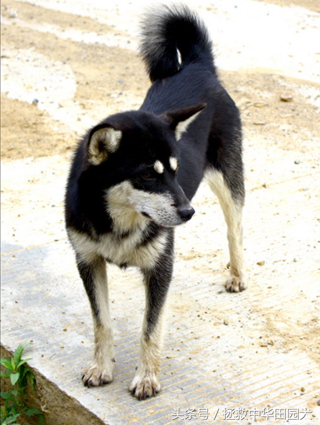 四眼中华田园犬土狗,四眼土狗不立耳的样子