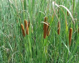 中草药蒲黄炭,中草药蒲黄配方