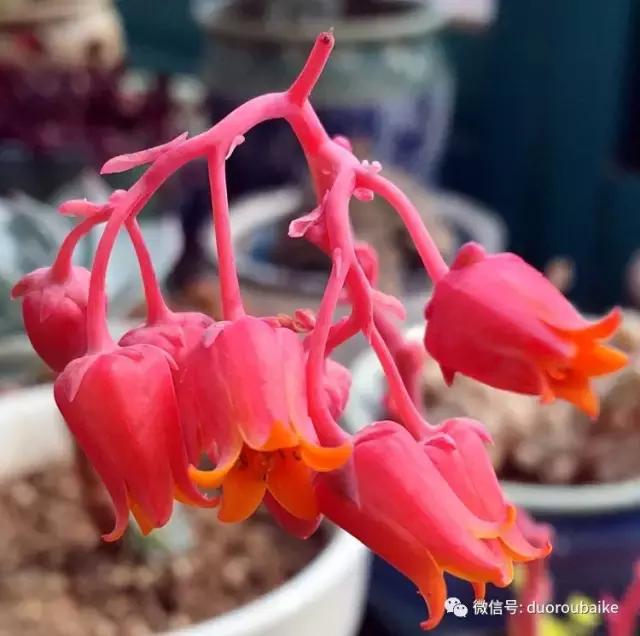 那些年我养过的多肉,这些年养过的花花草草