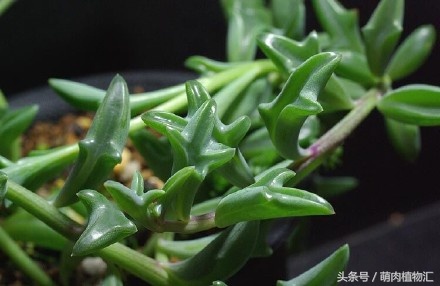 海豚嘴多肉,海豚风铃多肉