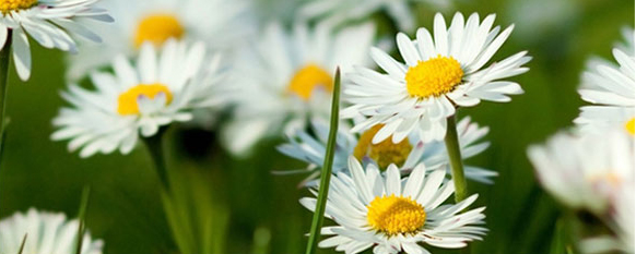 德国herbacin护手霜,herbacin新柔皙护手霜