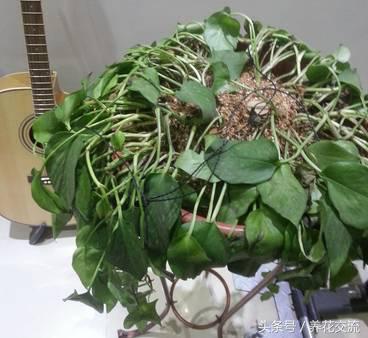 烂根的绿萝怎么补救,刚种绿萝烂根最好的处理方法