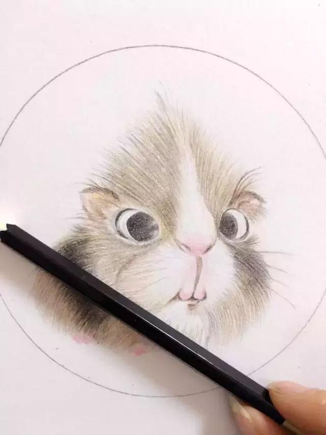 仓鼠手绘,萌萌仓鼠手绘图片