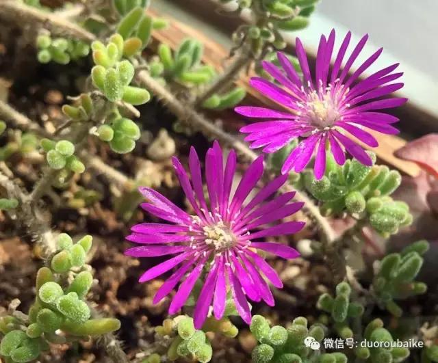 那些年我养过的多肉,这些年养过的花花草草