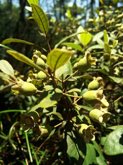 到中山的千年古刹古香林寺旧址周边山林探秘，感觉大自然太美啦
