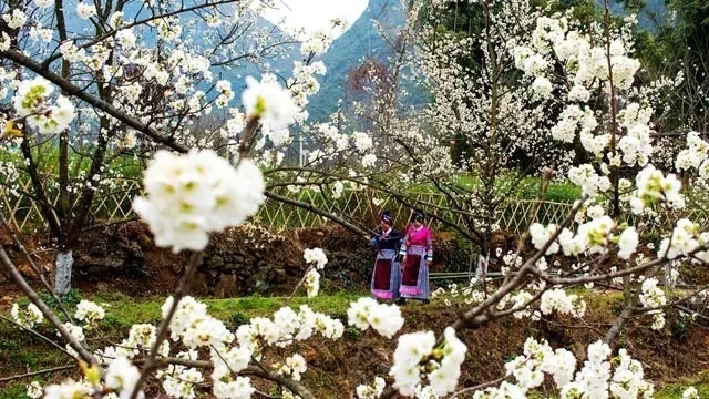 清明假期出行指南,清明节假期出行提示