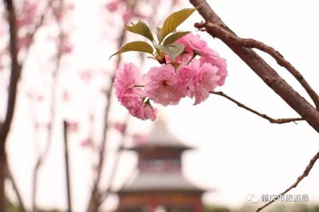 春暖花开正是踏青赏花的好时节,肇庆春日赏花的地方图片