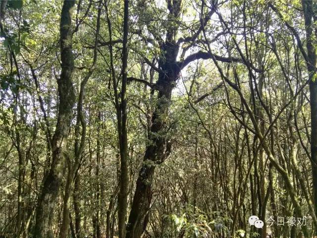 禄劝九龙石牛山原始森林,云南禄劝县团街镇卓干山原始森林