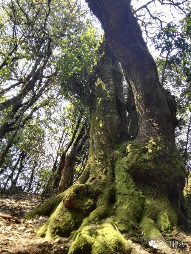 禄劝九龙石牛山原始森林,云南禄劝县团街镇卓干山原始森林