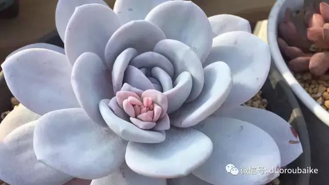 多肉为什么比较坑,多肉基础知识详解