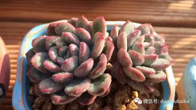 多肉为什么比较坑,多肉基础知识详解