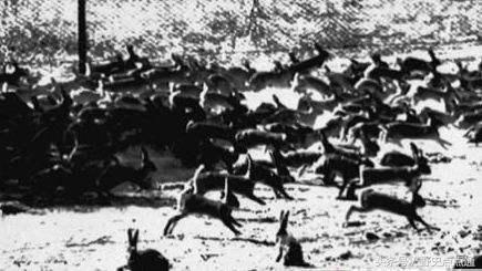 兔子曾给人类带来的灾害,英国人把24只兔子带到澳洲