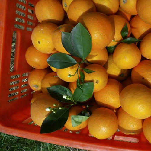 养生美食攻略吃货必备,养生美食推荐