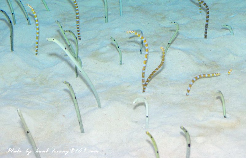 这些奇特的虫子食物你尝试过吗,各种虫子吃的食物