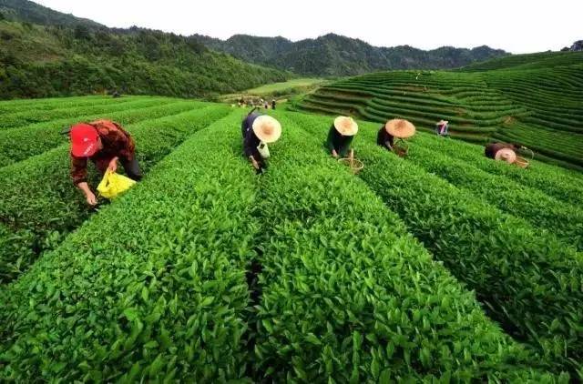 婺源县绿茶,婺源绿茶老字号