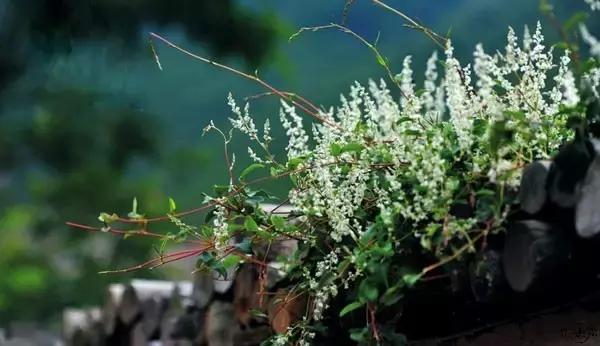 宋诗最经典300首宋词,宋诗历代名诗鉴赏