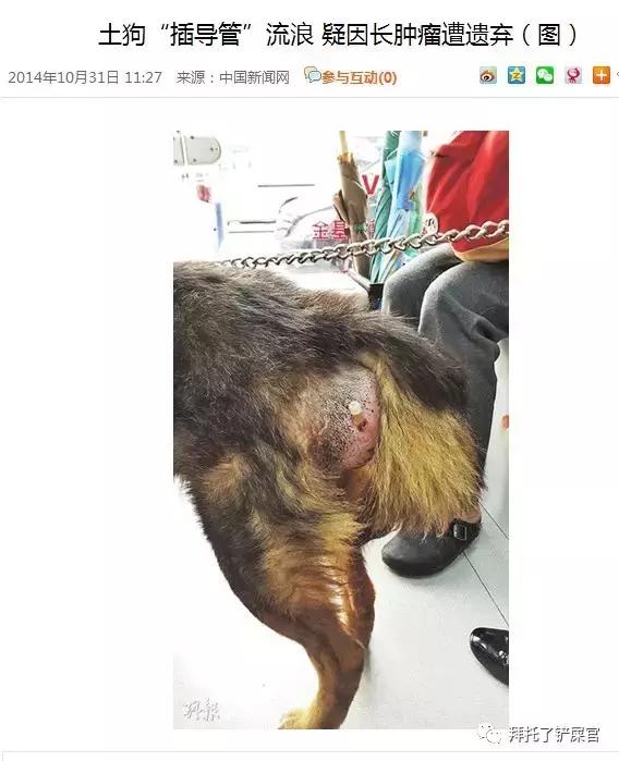 日本土狗为什么那么可爱,日本土狗是柴犬还是秋田犬