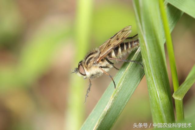 《中国剑虻（méng）科、窗虻科和小头虻科志》问世！