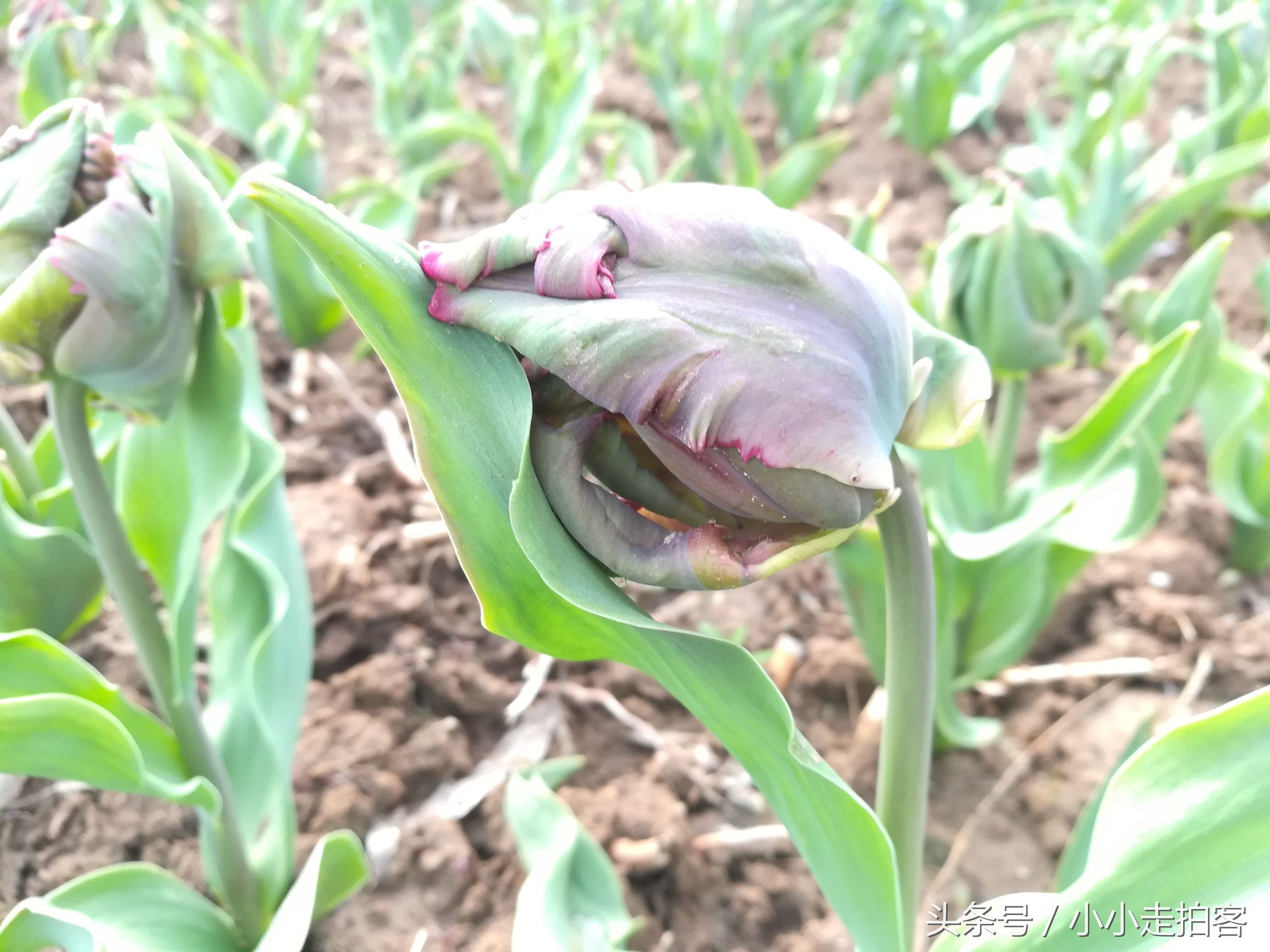 郁金香恶魔,传说中的郁金香种子