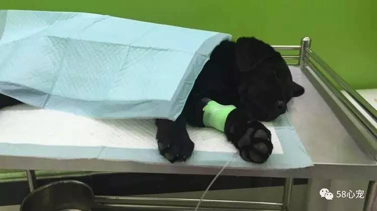 新手养狗把狗养死了好吗,第一次养狗把狗狗养死了